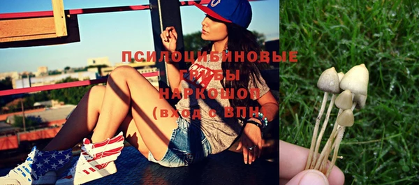 сатива Новозыбков