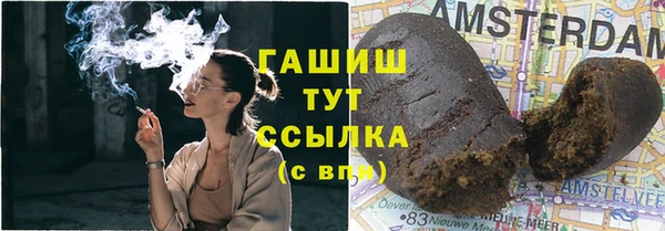 сатива Новозыбков